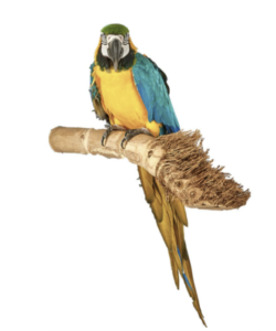 Adventure Bound Natural Bamboo Parrot Perch - Medium