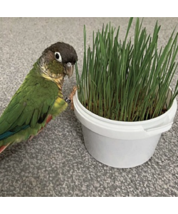 Parrot Cafe Organic Wheat Grass Parrot Treat - Grow Your Own