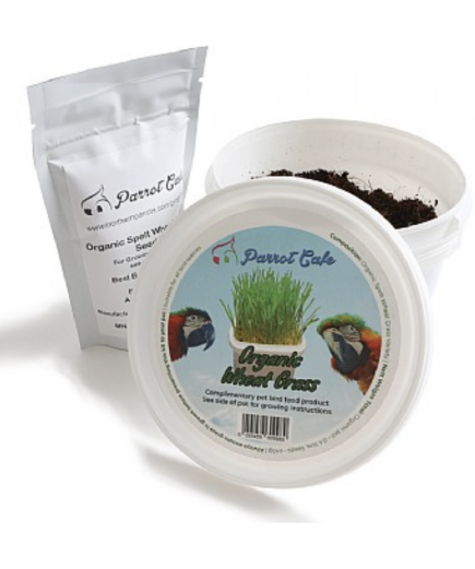 Parrot Cafe Organic Wheat Grass Parrot Treat - Grow Your Own